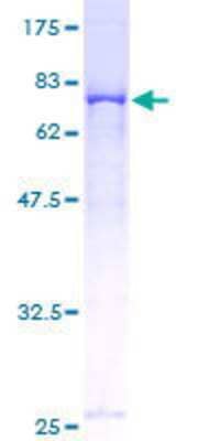 SDS-PAGE: Recombinant Human FKBP51/FKBP5 GST (N-Term) Protein [H00002289-P01]