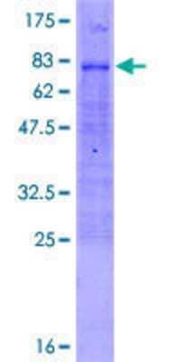 SDS-PAGE: Recombinant Human FOXD4 GST (N-Term) Protein [H00002298-P01]