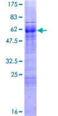 SDS-PAGE: Recombinant Human FOXI1 GST (N-Term) Protein [H00002299-P01]