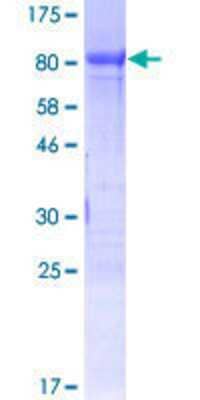 SDS-PAGE: Recombinant Human FoxC2 GST (N-Term) Protein [H00002303-P01]