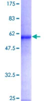 SDS-PAGE: Recombinant Human FMO5 GST (N-Term) Protein [H00002330-P01]