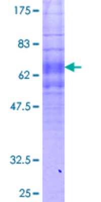 SDS-PAGE: Recombinant Human FPR1 GST (N-Term) Protein [H00002357-P01]