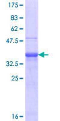 SDS-PAGE: Recombinant Human FSH beta GST (N-Term) Protein [H00002488-Q01]