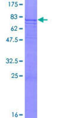 SDS-PAGE: Recombinant Human CENPI GST (N-Term) Protein [H00002491-P01]