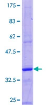 SDS-PAGE: Recombinant Human Gastrin GST (N-Term) Protein [H00002520-P01]