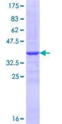 SDS-PAGE: Recombinant Human SSEA-1 GST (N-Term) Protein [H00002526-Q01]