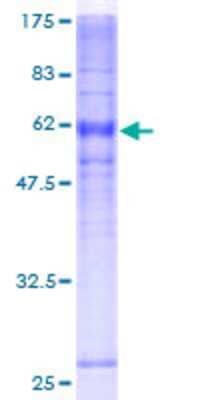 SDS-PAGE: Recombinant Human DARC GST (N-Term) Protein [H00002532-P01]