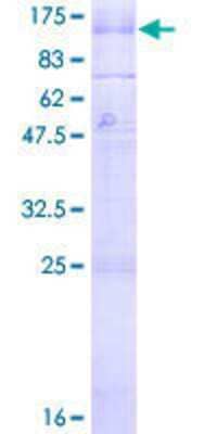 SDS-PAGE: Recombinant Human GABA-B R1 GST (N-Term) Protein [H00002550-P01]