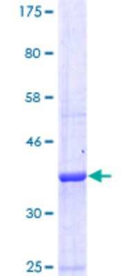 SDS-PAGE: Recombinant Human GABA-B R1 GST (N-Term) Protein [H00002550-Q01]