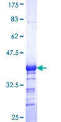 SDS-PAGE: Recombinant Human GABPB1 GST (N-Term) Protein [H00002553-Q01]