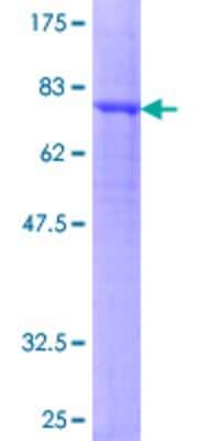 SDS-PAGE: Recombinant Human GABA-AR alpha 5 GST (N-Term) Protein [H00002558-P02]