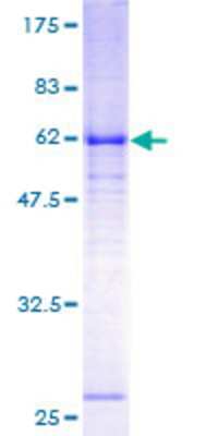 SDS-PAGE: Recombinant Human GABA Receptor Epsilon GST (N-Term) Protein [H00002564-P01]