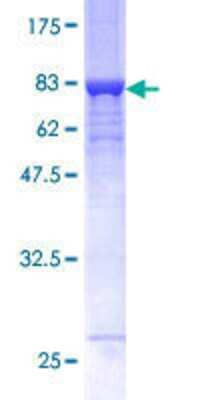 SDS-PAGE: Recombinant Human GALK2 GST (N-Term) Protein [H00002585-P01]