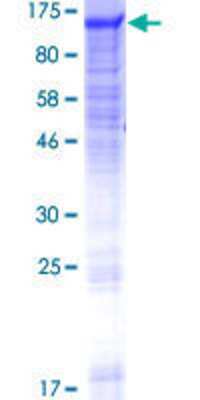 SDS-PAGE: Recombinant Human GANC GST (N-Term) Protein [H00002595-P01]