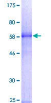 SDS-PAGE: Recombinant Human GATA-1 GST (N-Term) Protein [H00002623-P01]