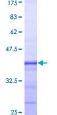 SDS-PAGE: Recombinant Human GATA-2 GST (N-Term) Protein [H00002624-Q01]