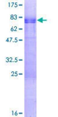 SDS-PAGE: Recombinant Human GATA-3 GST (N-Term) Protein [H00002625-P02]