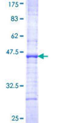 SDS-PAGE: Recombinant Human GHRHR GST (N-Term) Protein [H00002692-Q01]