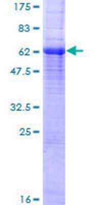 SDS-PAGE: Recombinant Human Connexin 37/GJA4 GST (N-Term) Protein [H00002701-P01]