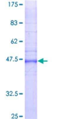 SDS-PAGE: Recombinant Human Connexin 26/GJB2 GST (N-Term) Protein [H00002706-P01]