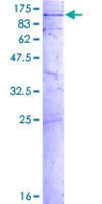 SDS-PAGE: Recombinant Human GLE1 GST (N-Term) Protein [H00002733-P01]