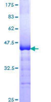 SDS-PAGE: Recombinant Human GLI-3 GST (N-Term) Protein [H00002737-Q01]