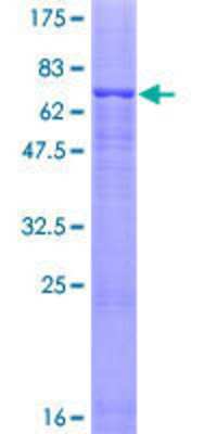 SDS-PAGE: Recombinant Human Glycine Receptor Alpha 1 GST (N-Term) Protein [H00002741-P01]