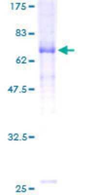 SDS-PAGE: Recombinant Human Glycine Receptor alpha 1 + alpha 2 GST (N-Term) Protein [H00002742-P01]