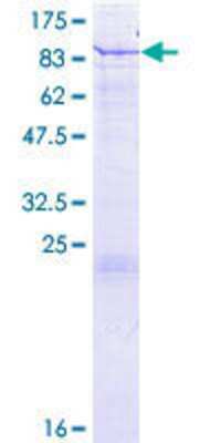 SDS-PAGE: Recombinant Human Glutamate Dehydrogenase 2/GLUD2 GST (N-Term) Protein [H00002747-P01]