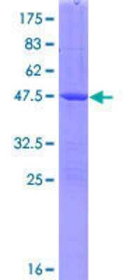 SDS-PAGE: Recombinant Human GM2A GST (N-Term) Protein [H00002760-P01]