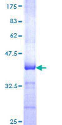 SDS-PAGE: Recombinant Human GNAL GST (N-Term) Protein [H00002774-Q01]