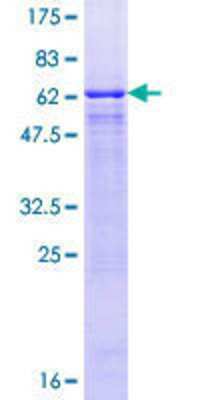 SDS-PAGE: Recombinant Human GNAT2 GST (N-Term) Protein [H00002780-P01]