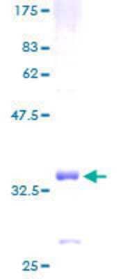 SDS-PAGE: Recombinant Human G gamma3 GST (N-Term) Protein [H00002785-P01]