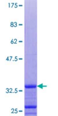 SDS-PAGE: Recombinant Human GNG10 GST (N-Term) Protein [H00002790-P01]