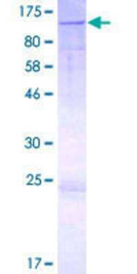 SDS-PAGE: Recombinant Human Golgin 97 GST (N-Term) Protein [H00002800-P01]