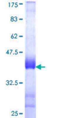 SDS-PAGE: Recombinant Human GOLGB1/Giantin GST (N-Term) Protein [H00002804-Q01]