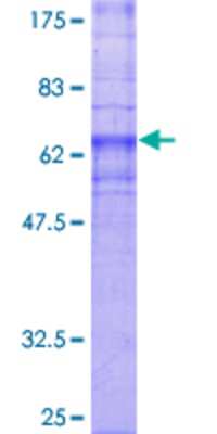 SDS-PAGE: Recombinant Human GPR4 GST (N-Term) Protein [H00002828-P01]