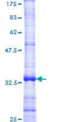 SDS-PAGE: Recombinant Human CXCR3 GST (N-Term) Protein [H00002833-Q01]