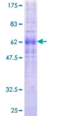 SDS-PAGE: Recombinant Human GPR10 GST (N-Term) Protein [H00002834-P01]