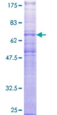 SDS-PAGE: Recombinant Human MCHR1 GST (N-Term) Protein [H00002847-P02]