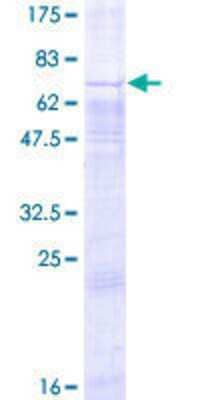 SDS-PAGE: Recombinant Human GPR34 GST (N-Term) Protein [H00002857-P01]