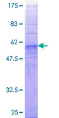 SDS-PAGE: Recombinant Human FFAR2/GPR43 GST (N-Term) Protein [H00002867-P01]