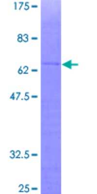 SDS-PAGE: Recombinant Human GPS2 GST (N-Term) Protein [H00002874-P01]