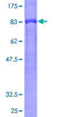 SDS-PAGE: Recombinant Human GRB7 GST (N-Term) Protein [H00002886-P01]