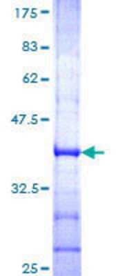 SDS-PAGE: Recombinant Human GluR1 GST (N-Term) Protein [H00002890-Q01]