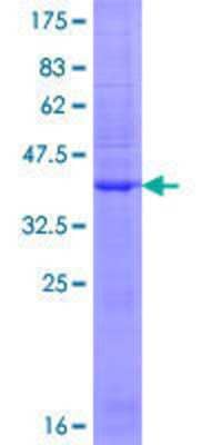 SDS-PAGE: Recombinant Human Glutamate Receptor 3 GST (N-Term) Protein [H00002892-P01]