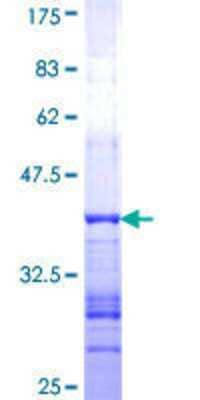 SDS-PAGE: Recombinant Human GRID2 GST (N-Term) Protein [H00002895-Q01]