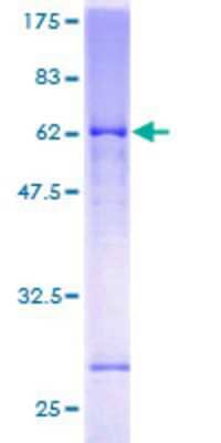 SDS-PAGE: Recombinant Human Glutamate Receptor 6 GST (N-Term) Protein [H00002898-P01]