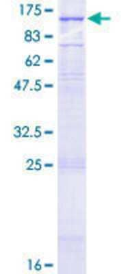 SDS-PAGE: Recombinant Human GluR7/GRIK3 GST (N-Term) Protein [H00002899-P01]