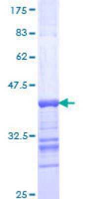 SDS-PAGE: Recombinant Human KA1/GRIK4/Glutamate Receptor KA1 GST (N-Term) Protein [H00002900-Q01]